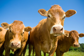 Antibiotics in our meat consumption minimized
