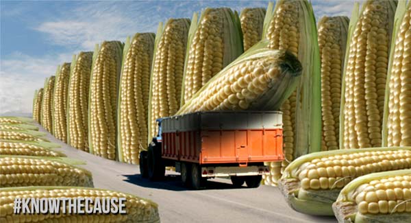 gmo-corn-truck