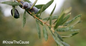 antifungal-olive-leaf-extract