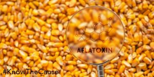 mycotoxins-are-not-under-control-720px