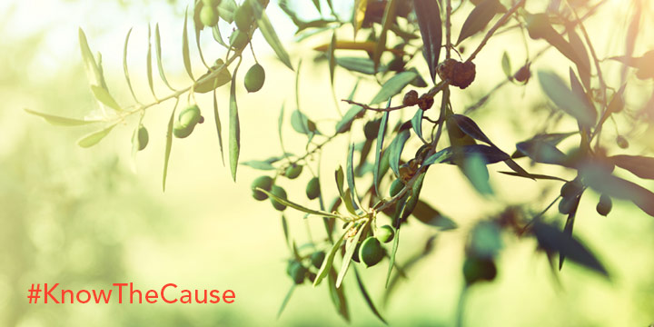 Olive Leaf Benefits